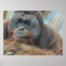 Suche nach ape poster Affe