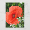 Suche nach mohnblume postkarten Grün