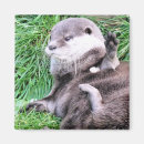 Suche nach otter magnete Natur