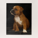 Suche nach staffordshire Welpe