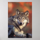 Suche nach grauwölfe poster Tiere