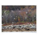 Suche nach kormoran poster Natur