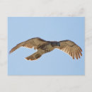 Suche nach rapper postkarten Vögel