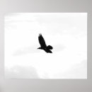 Suche nach rabe poster Schwarzer vogel