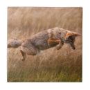 Suche nach fokus fliesen Nahaufnahme