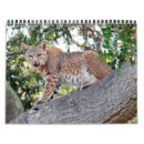 Suche nach rotluchse Wild lebende tiere