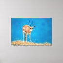 Suche nach antilope leinwandbilder Farbbild