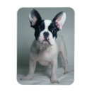 Suche nach french bulldog magnete Niedlich
