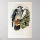 Suche nach falcone poster Falken