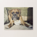 Suche nach boxer puzzle Fotografie