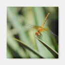 Suche nach dragonfly magnete Tier