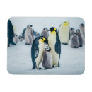 Suche nach baby pinguin magnete Vogelvogel