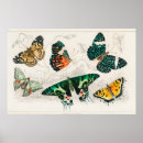 Suche nach schmetterlinge und motten poster Retro