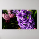 Suche nach blaue hyazinthen poster Natur