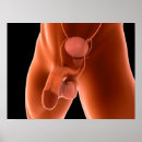 Suche nach reproduktionssystem poster Kreislaufsystem