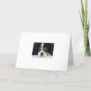 Suche nach cavalier king charles spaniel karten Hund