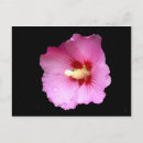 Suche nach hibiskus blume postkarten Schön