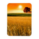 Suche nach weizen magnete Landwirtschaft