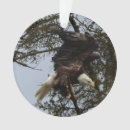 Suche nach kahler adler ornamente Alaska