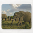 Suche nach afrikanischer elefant mousepads Adam jones