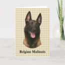 Suche nach belgische malinois karten Haustier