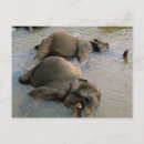 Suche nach elefanten postkarten Zoo