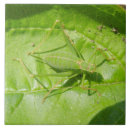 Suche nach käfer fliesen Tiere