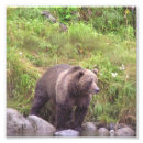 Suche nach kodiak poster Bär