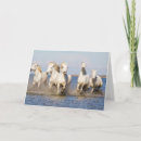 Suche nach camargue karten Bauernhof