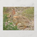 Suche nach klugheit postkarten Hase