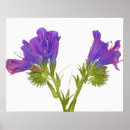 Suche nach natürliche welt poster Pflanze