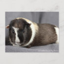 Suche nach cavy poster Schwein