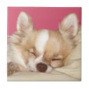 Suche nach schlafen fliesen Hund