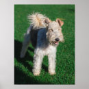 Suche nach airedale terrier poster Niedlich