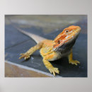 Suche nach bearded dragon poster Eidechsen