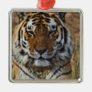 Suche nach panthera Panthera tigris