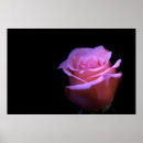Suche nach light pink poster Floral