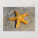 Suche nach schalentiere postkarten Nautisch