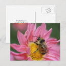 Suche nach rosa gänseblümchen postkarten Blumen