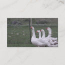 Suche nach duck visitenkarten Enten