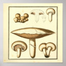 Suche nach weißer pilz poster Botanisch