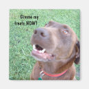 Suche nach leckereien magnete Hund