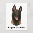Suche nach belgische malinois postkarten Haustier