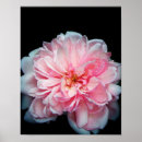 Suche nach amelie poster Blume