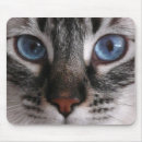 Suche nach blaue augen mousepads Katzen