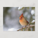 Suche nach rote brust postkarten Grenze danita