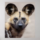 Suche nach große ohren poster Hund