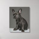 Suche nach french bulldog leinwandbilder Junges tier