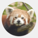 Suche nach roter panda aufkleber China
