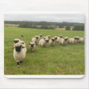 Suche nach schwarze schafe mousepads Lamm